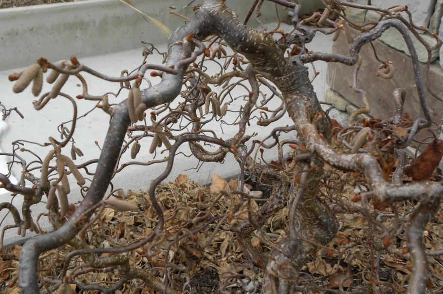 Лещина обыкновенная ред Маджестик