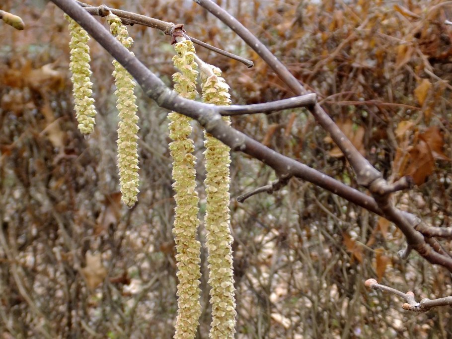 Лещина обыкновенная цветение