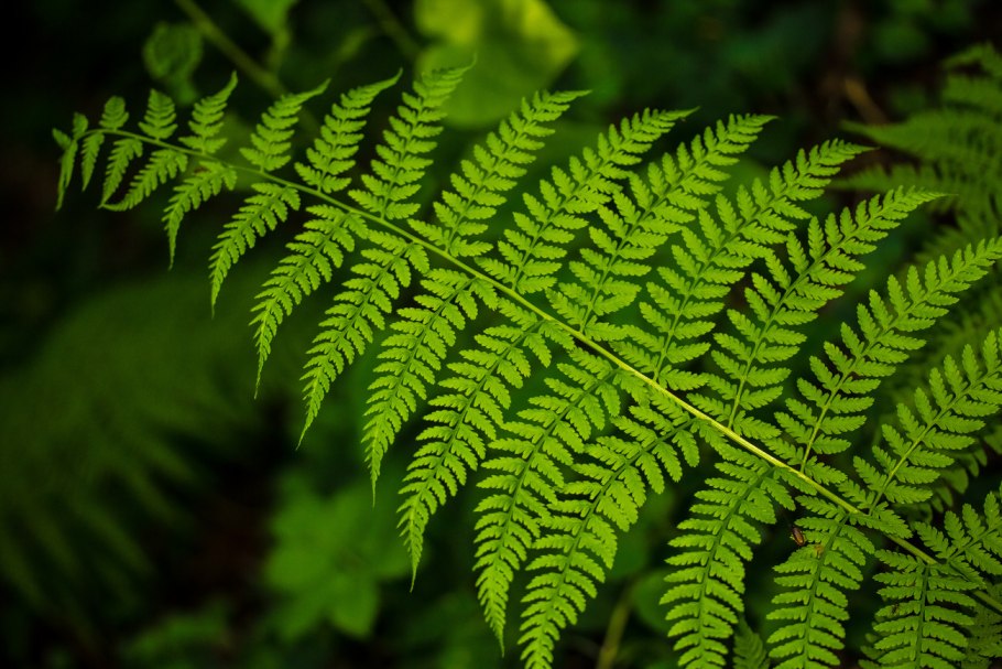 Гигрофит папоротник