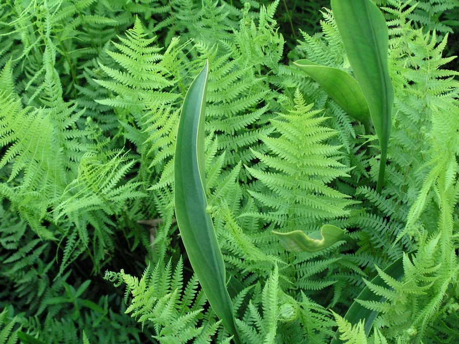 Многорядник Брауна Polystichum braunii