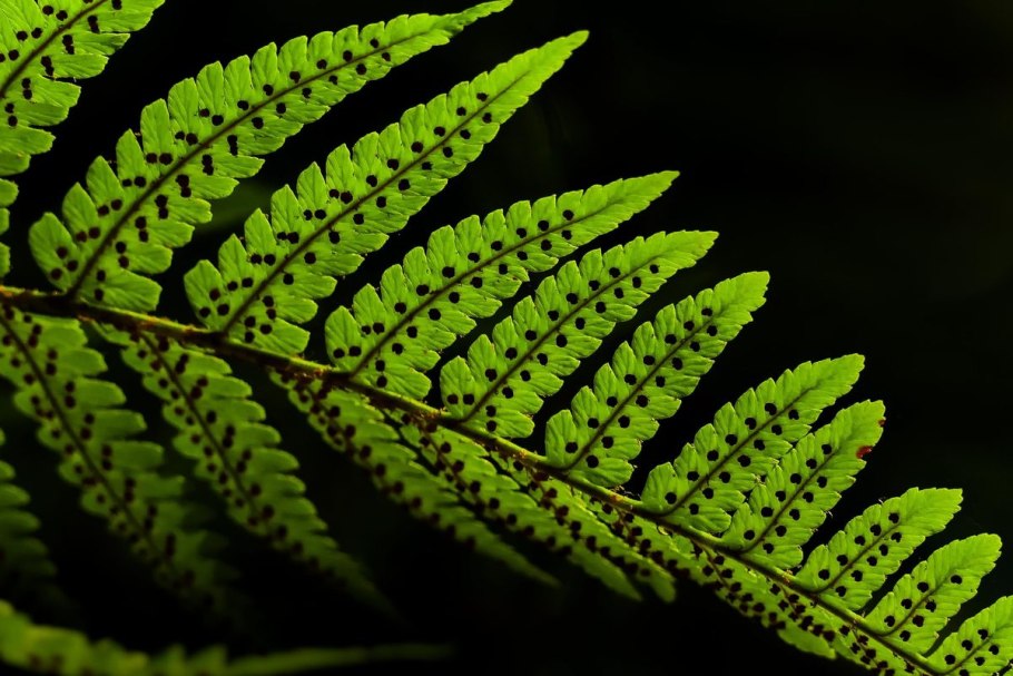 Папоротниковидные папоротники