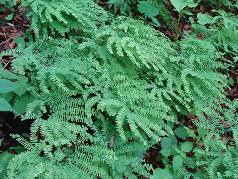 Папоротник Щитовник кустарник