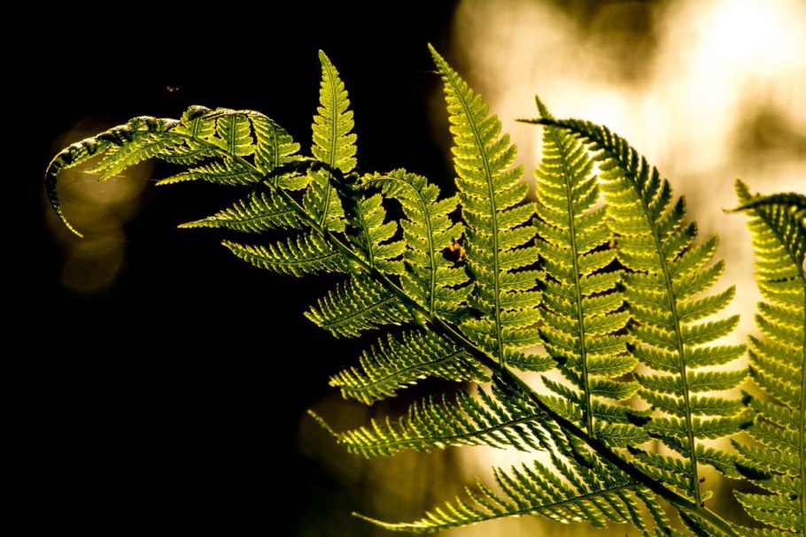 Фернс папоротник