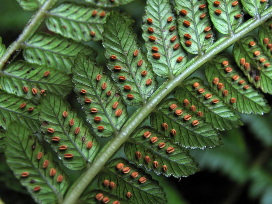 Гигрофит папоротник