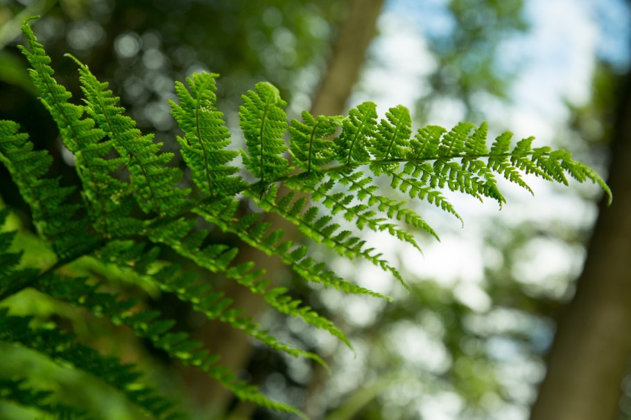 Папоротник Щитовник красный