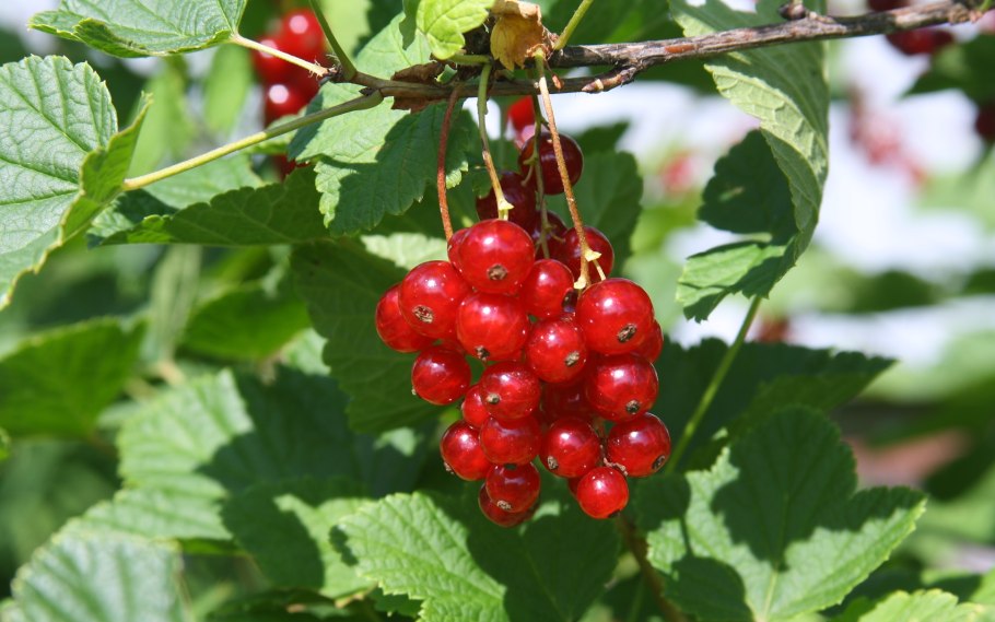 Смородина красная Стефания