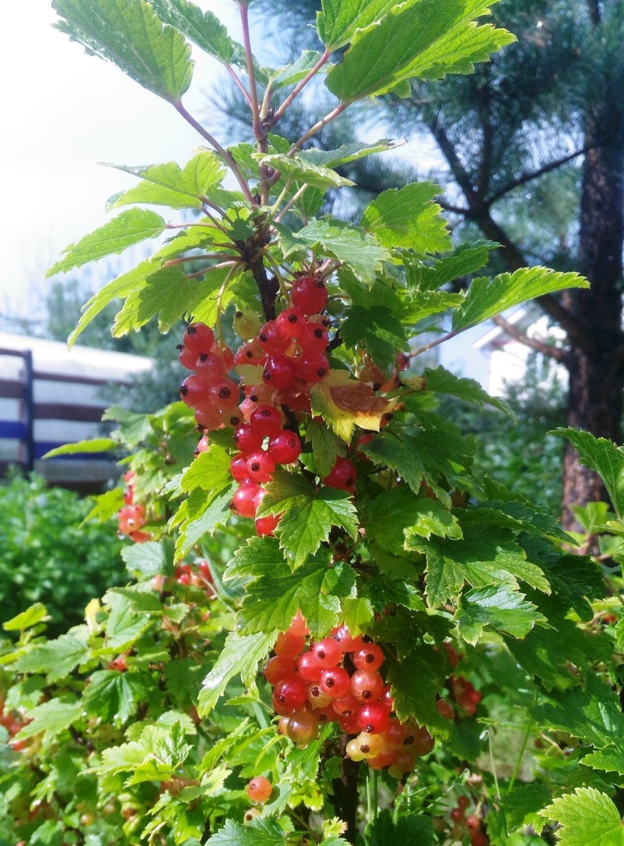 Смородина красная Андрейченко