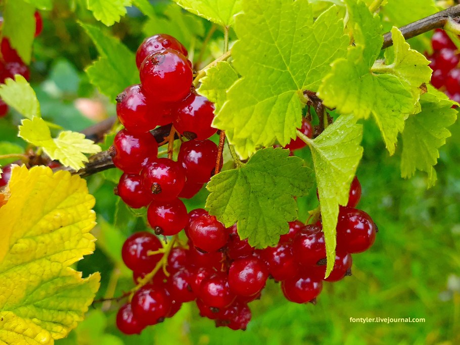 Смородина красная крона