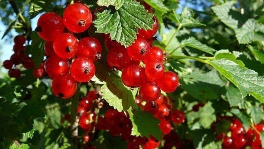 Смородина красная побеги