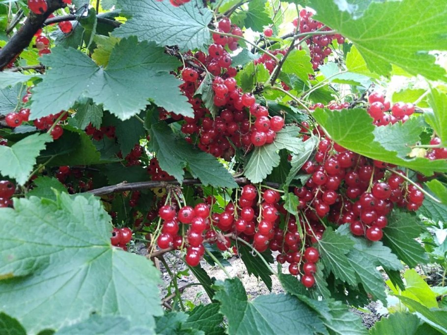 Смородина красная Альфа