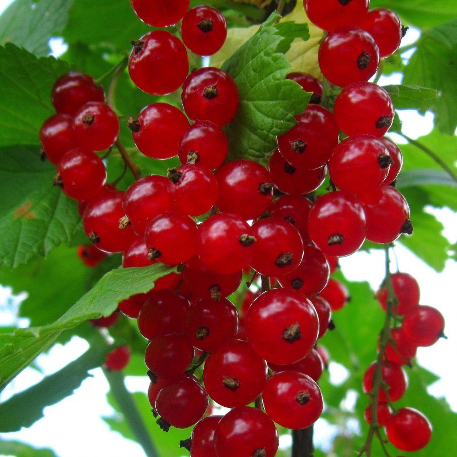 Смородина красная сорт щедрая