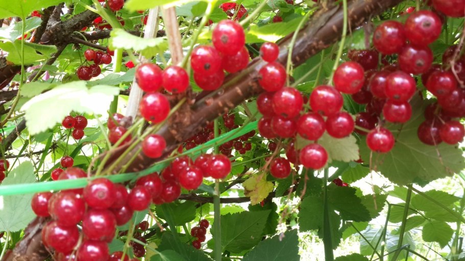 Плантация красной смородины