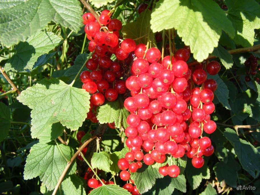 Смородина Джонкер-Ван-ТЭС