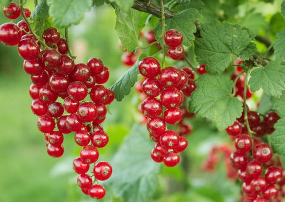 Смородина красная - ribes rubrum