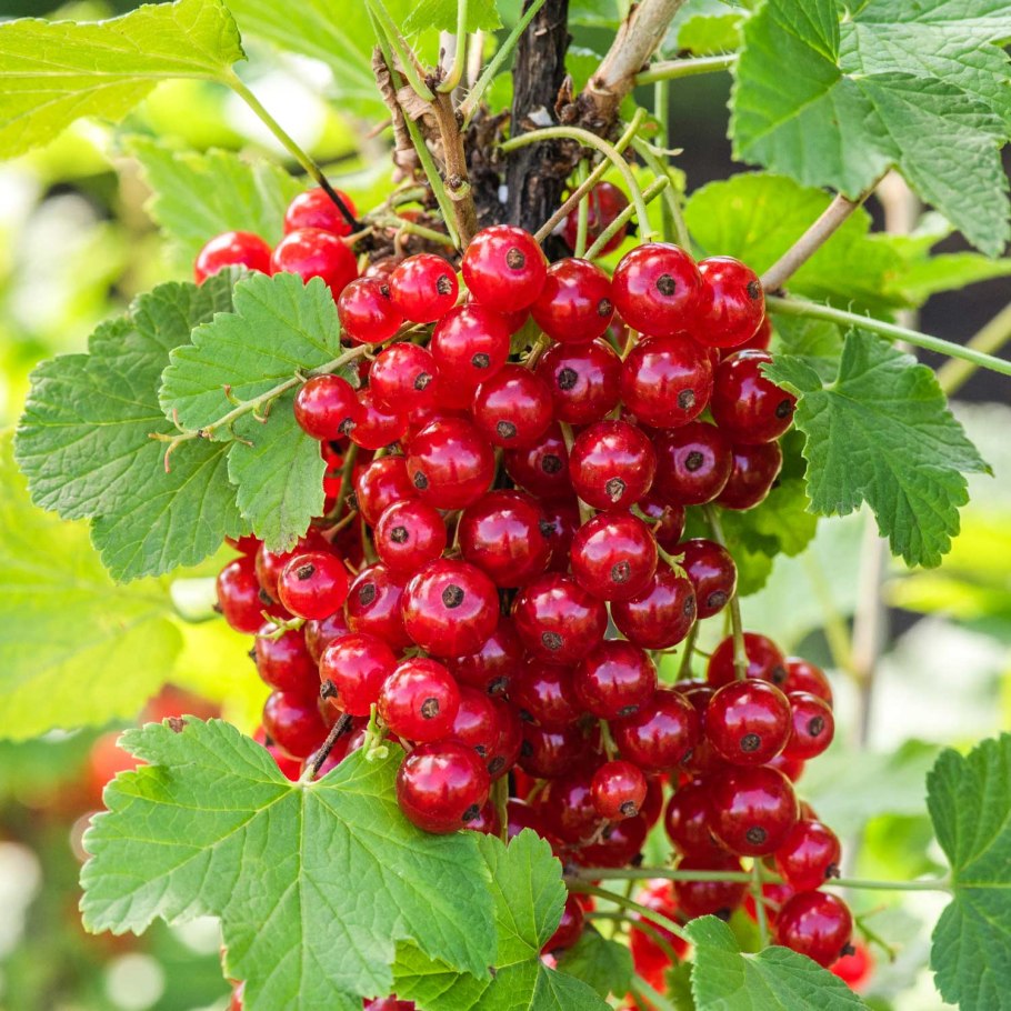 Смородина Джонкер Ван тетс