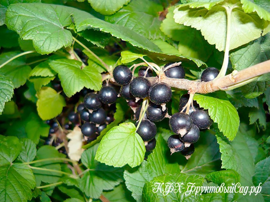 Чёрная смородина ribes nigrum 'Багира'