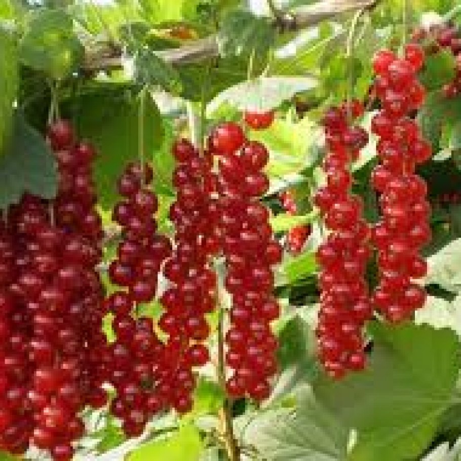 Красная смородина красная Ровада