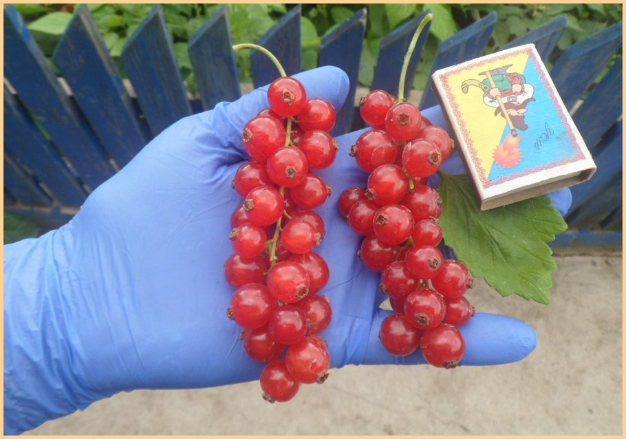 Смородина красная Ровада