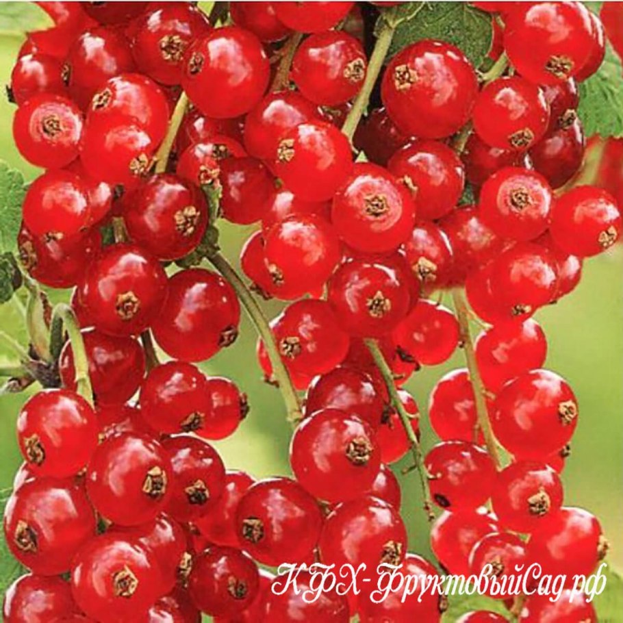 Смородина красная ribes rubrum "сахарная"