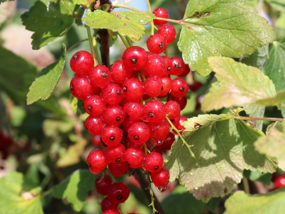 Смородина Ровада