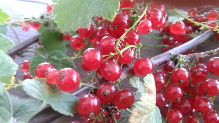 Сорт смородины Чулковская