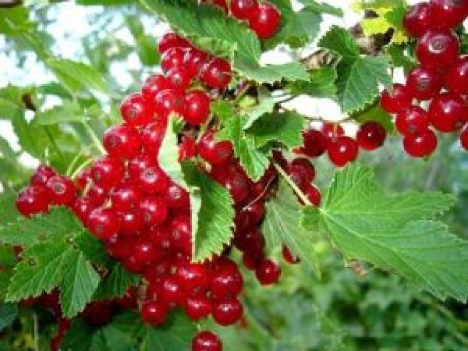 Красная смородина Услада