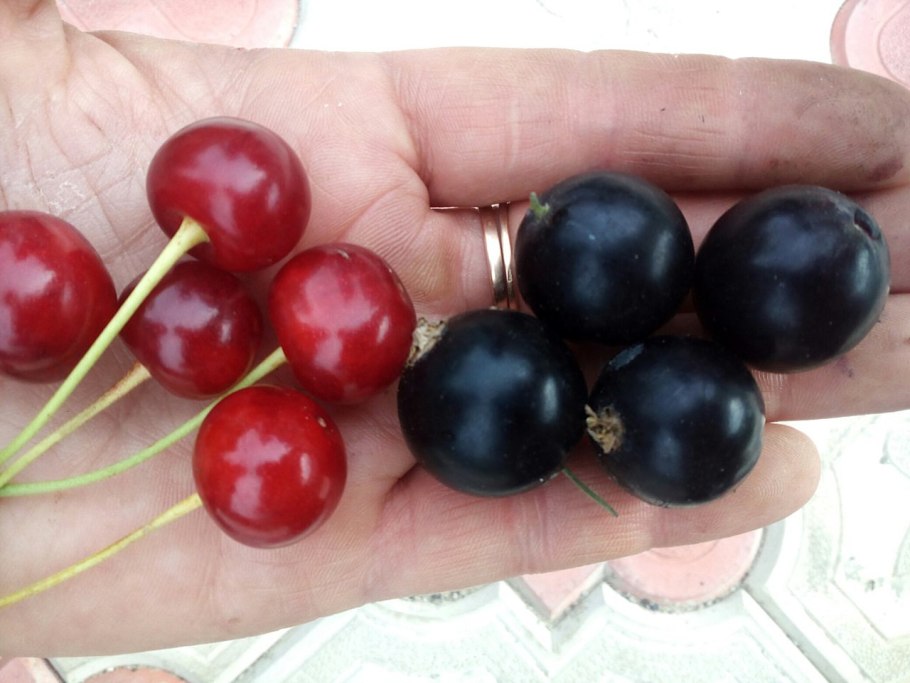 Смородина 6-14-145