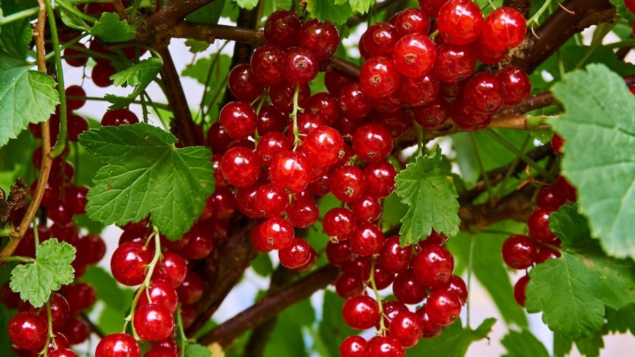 Красная смородина. Посадка. Уход. Кристина