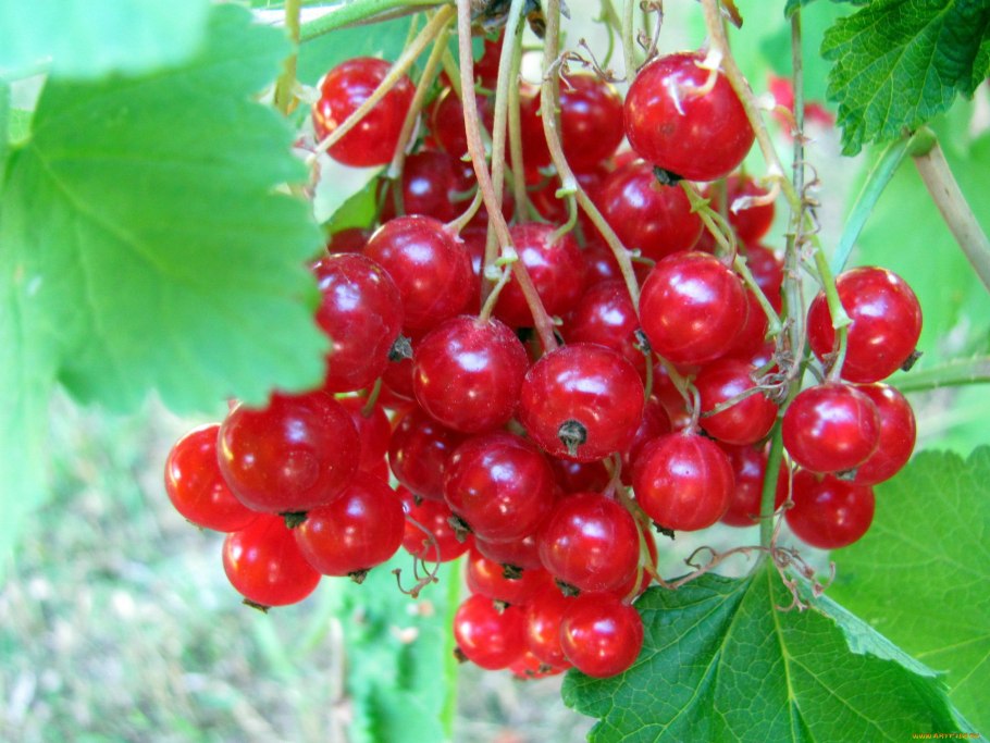 Красная смородина Чулковская саженцы