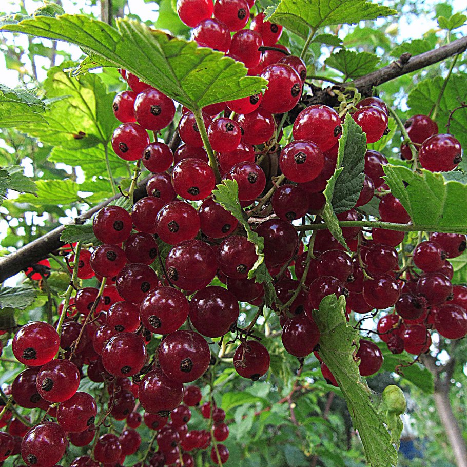 Красная смородина дживель