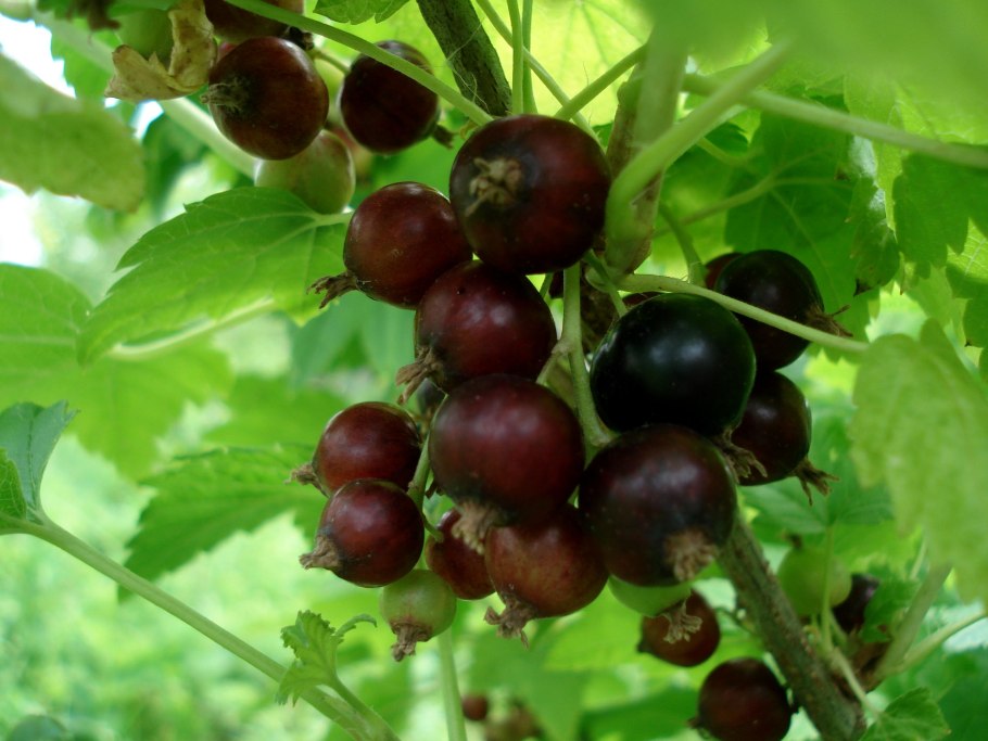 Смородина Виксне