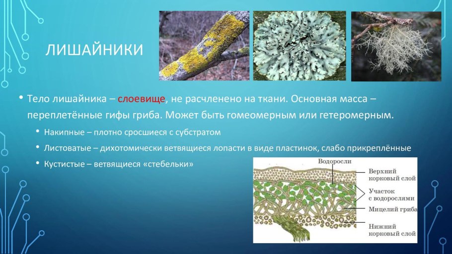 Пикнидии у лишайников