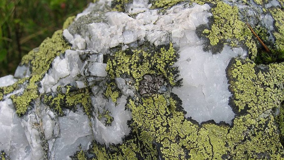 Xanthoria parietina лишайник