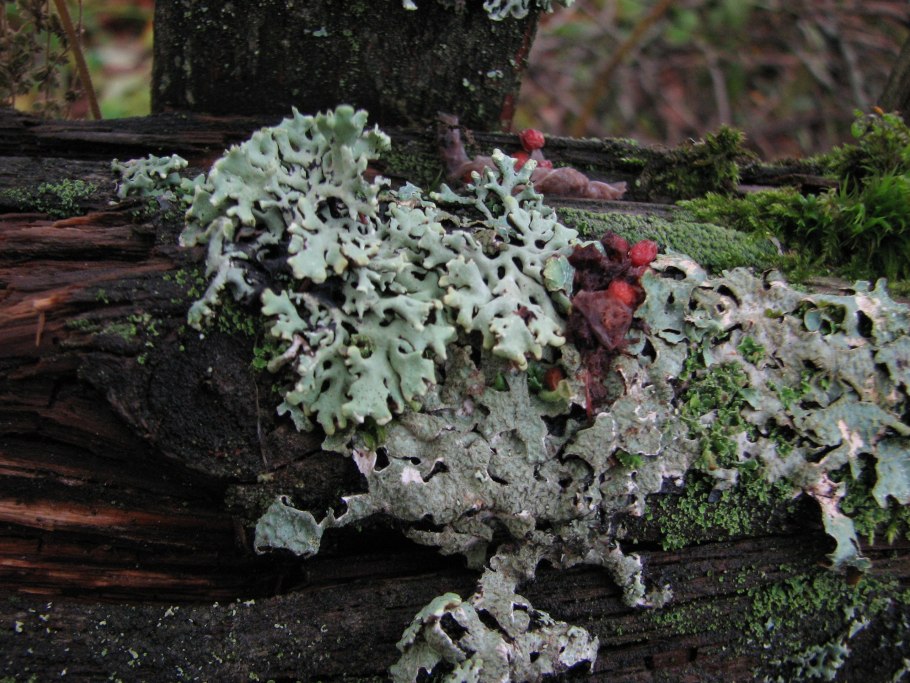 Древесный лишайник