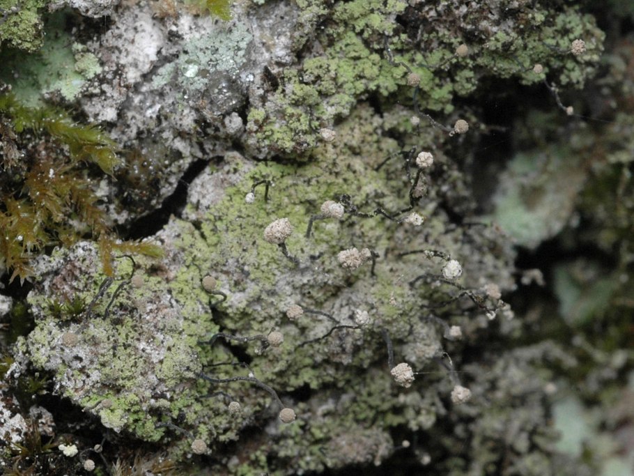 Гипогимния ленточная