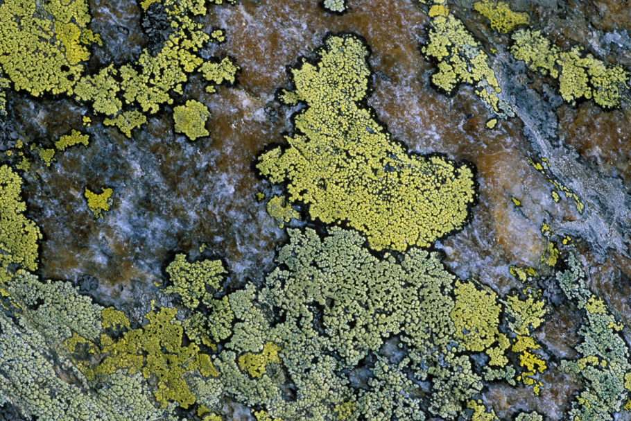 Апотеции перитеции лишайника