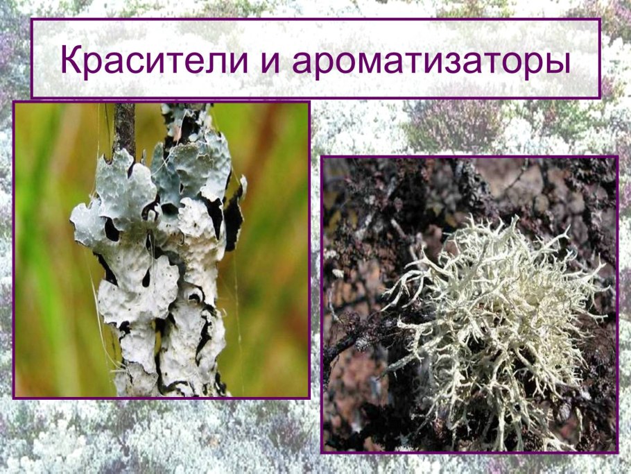 Кладония арбускула