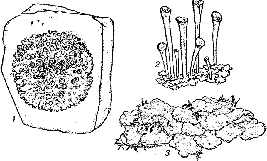 Лишайники накипные кустистые