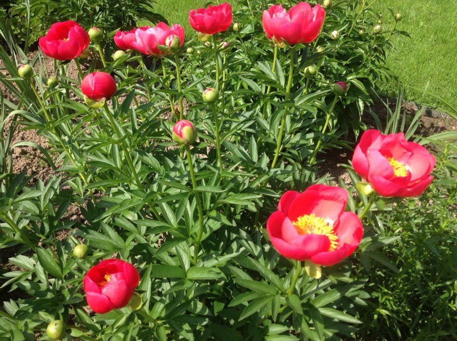 Пион молочноцветковый Flame