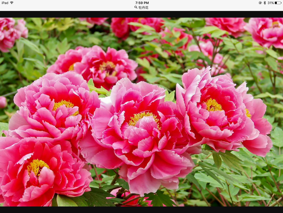 Пион Скарлет Охара