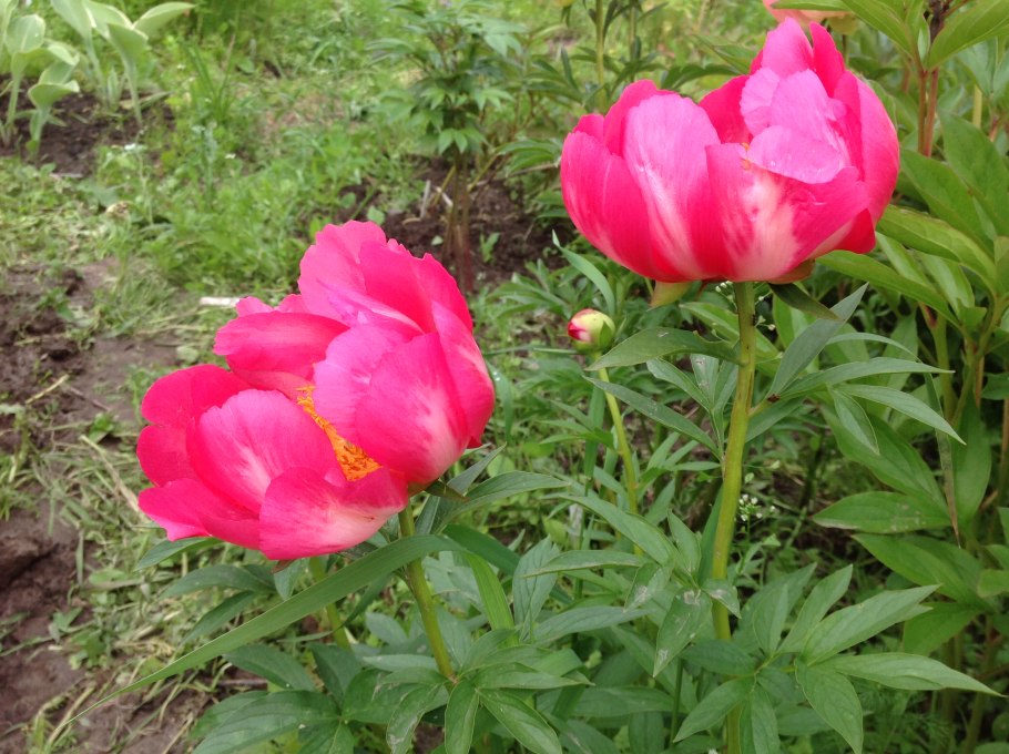 Пион молочноцветковый Flame