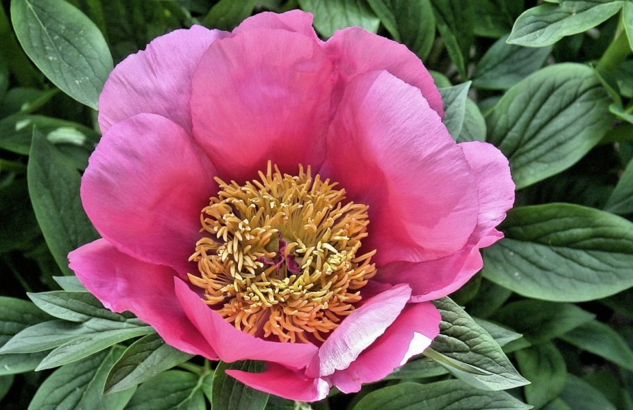 Пион Уолтер Мейнс