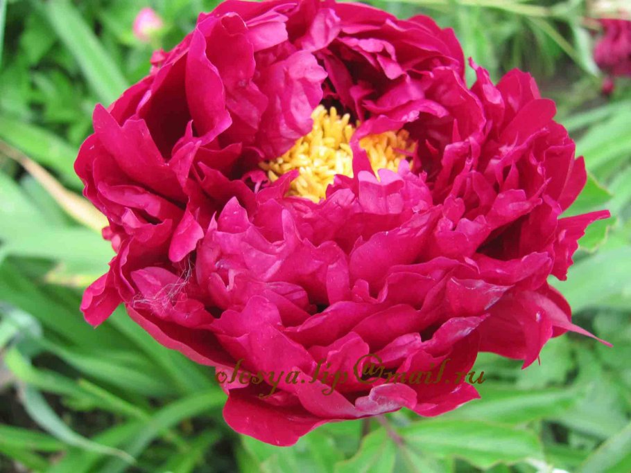 Пион Ричард Карвель