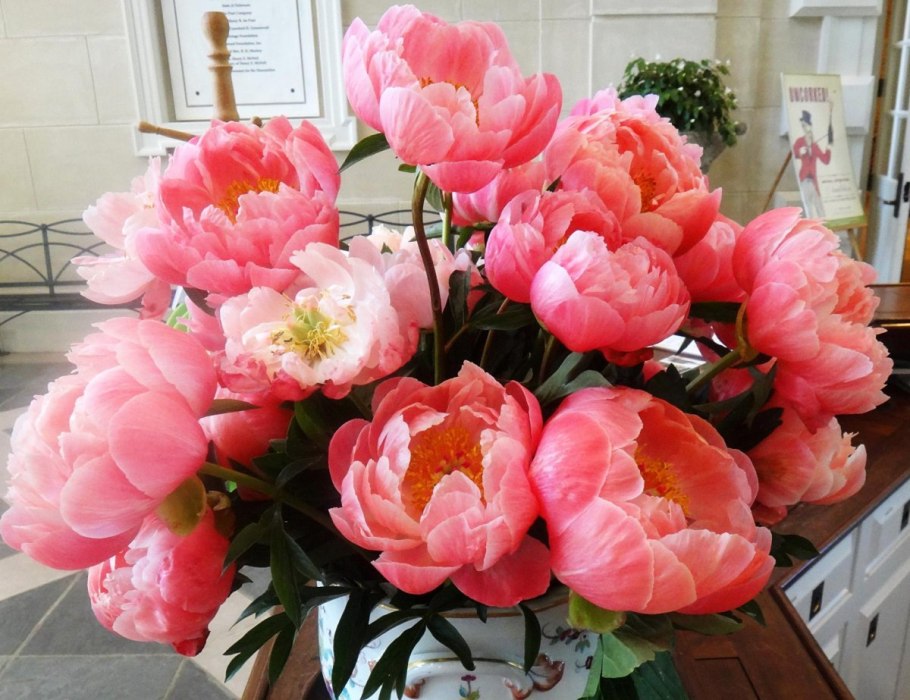 Пион дарк айс