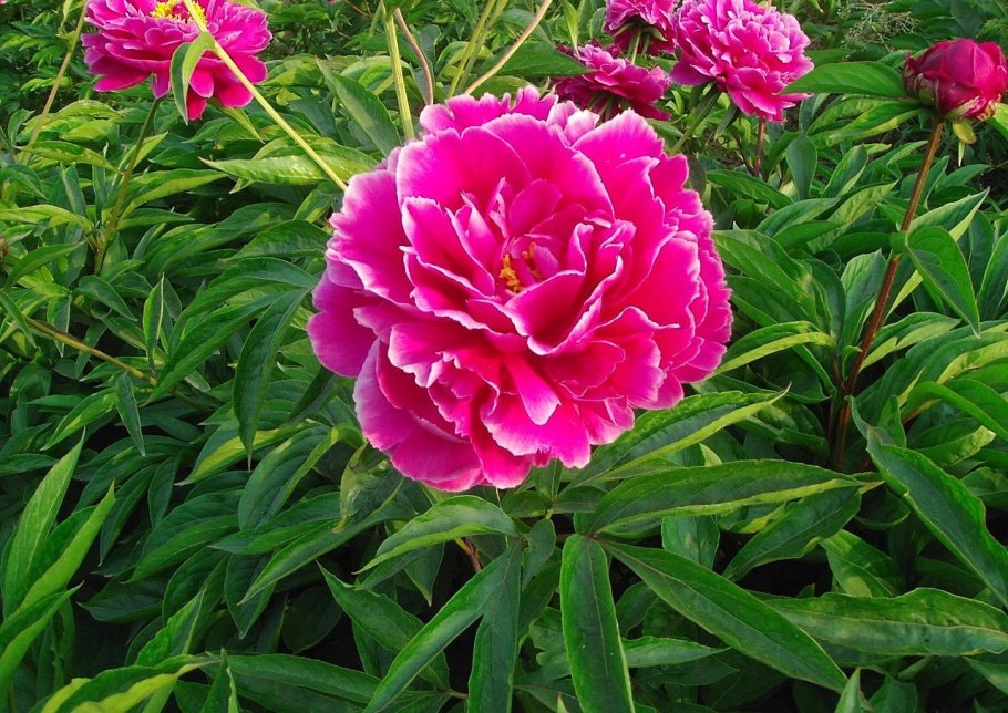 Пион травянистый Камелия