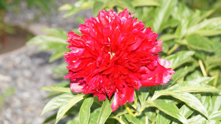 Пион Madame Gaudichau