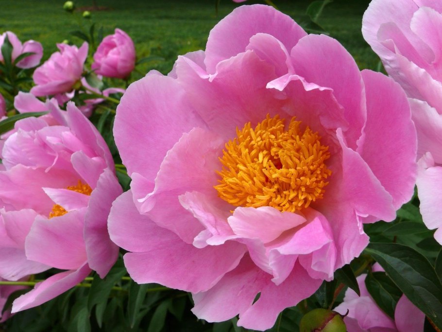 Древовидный пион Seidai