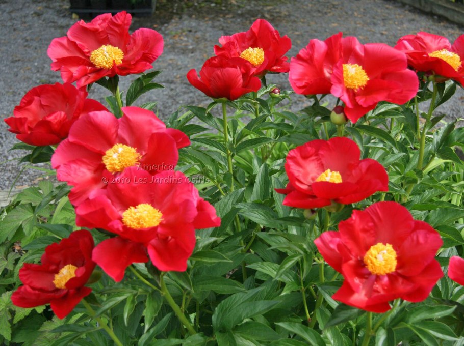 Пион Coral Charm