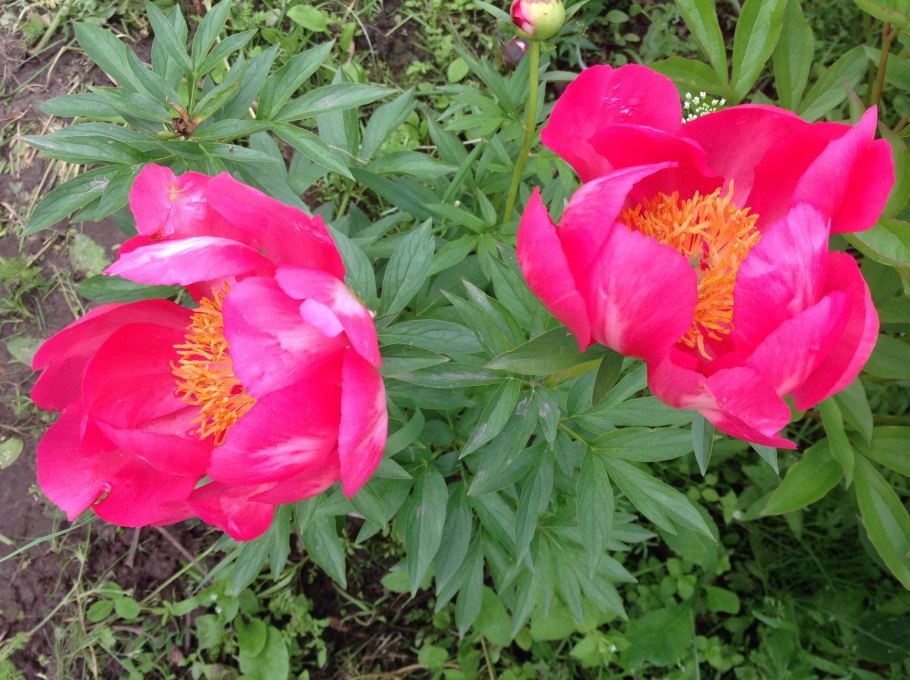 Пион травянистый Флейм