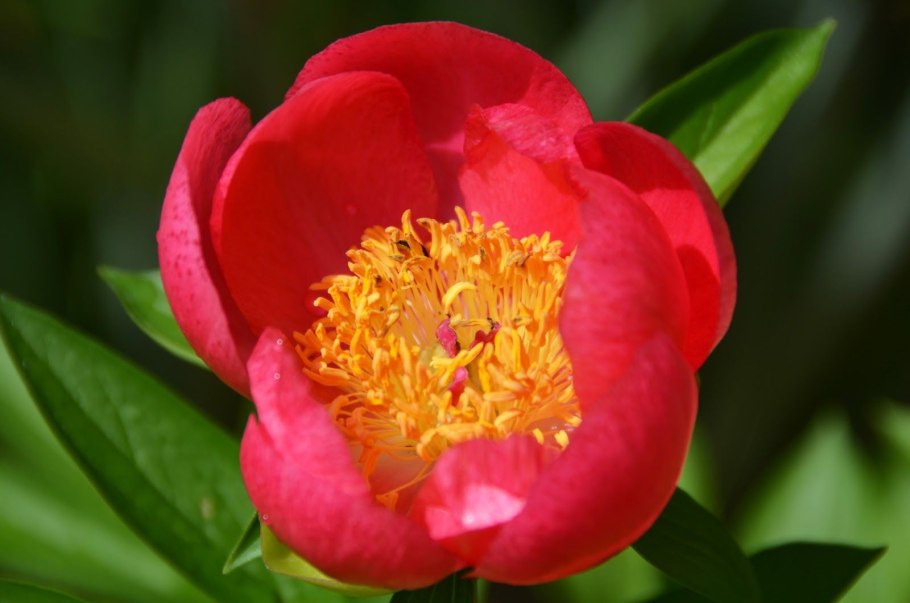 Пион молочноцветковый Флейм